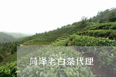 菏泽老白茶代理/2023061015051