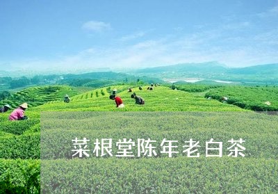 菜根堂陈年老白茶/2023071105058