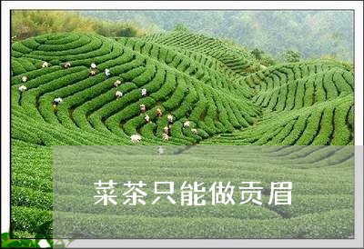 菜茶只能做贡眉/2023112542616