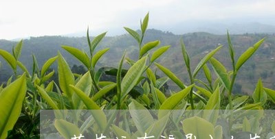 菜茶没有福鼎大白茶甜/2023120739484