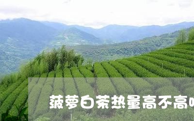 菠萝白茶热量高不高呀视频/2023042843836