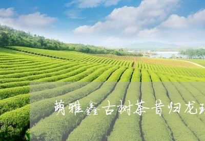 萌雅鑫古树茶昔归龙珠/2023061149483