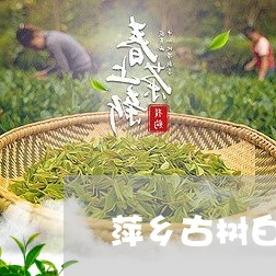 萍乡古树白茶/2023052350593