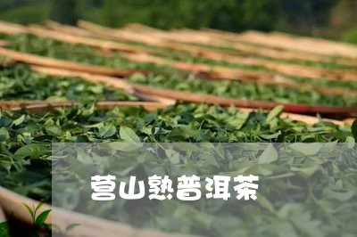 营山熟普洱茶/2023042630157