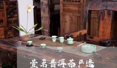 萱茗普洱茶严选/2023101693916