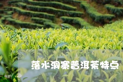 落水洞寨普洱茶特点/2023120538684