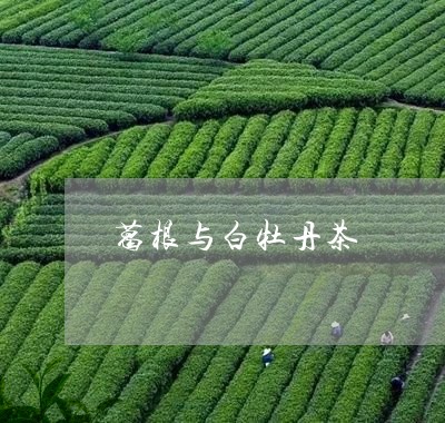 葛根与白牡丹茶/2023060953937