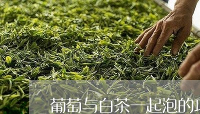 葡萄与白茶一起泡的功效/2023063060590