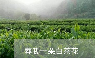 葬我一朵白茶花/2023060962847