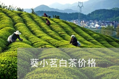 葵小茗白茶价格/2023060914906