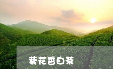 葵花香白茶/2023051196379