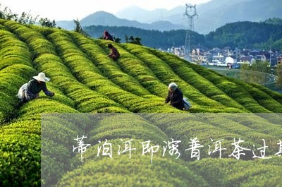 蒂泊洱即溶普洱茶过期/2023061869705