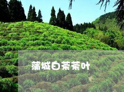 蒲城白茶茶叶/2023052410604