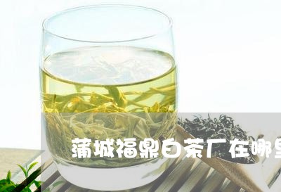 蒲城福鼎白茶厂在哪里呀/2023082512636