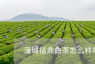 蒲城福鼎白茶怎么样喝/2023120607261