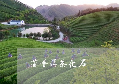 蒲普洱茶化石/2023042740334