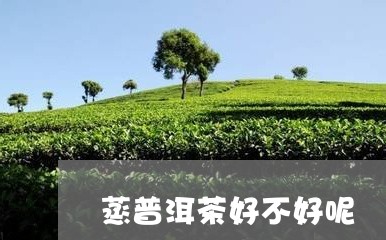 蒸普洱茶好不好呢/2023082622582