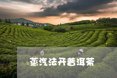 蒸汽法开普洱茶/2023081522848