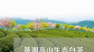 蒸湘高山生态白茶/2023071134144