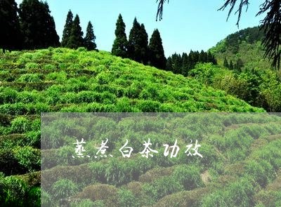 蒸煮白茶功效/2023052362939