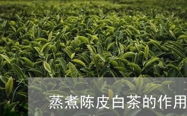 蒸煮陈皮白茶的作用是什么/2023042874251