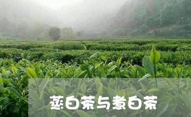 蒸白茶与煮白茶/2023060973748