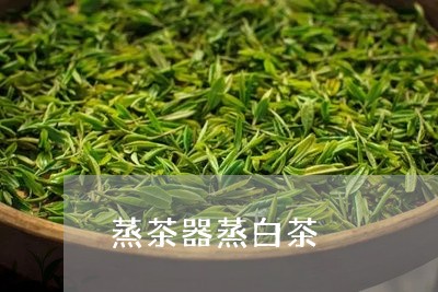 蒸茶器蒸白茶/2023052350371