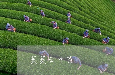 蒸蒸云中茶/2023090268471