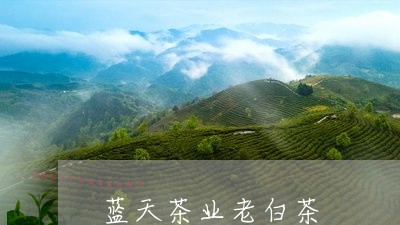 蓝天茶业老白茶/2023061073947