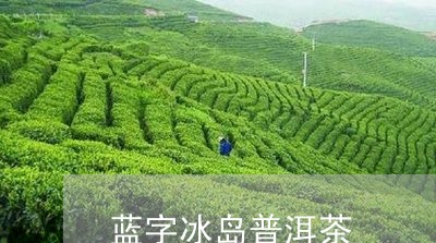 蓝字冰岛普洱茶/2023081872835