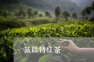 蓝瓦特红茶/2023110980706