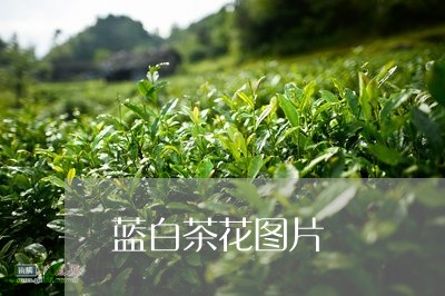 蓝白茶花图片/2023052385030