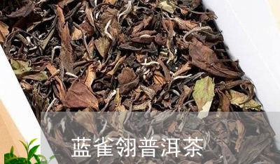 蓝雀翎普洱茶/2023081808252