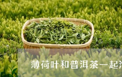 薄荷叶和普洱茶一起泡/2023061422627