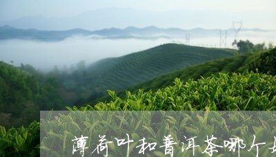 薄荷叶和普洱茶哪个好/2023072252807