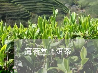 薄荷堂普洱茶/2023042937545