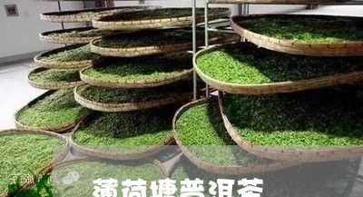 薄荷塘普洱茶/2023042965834