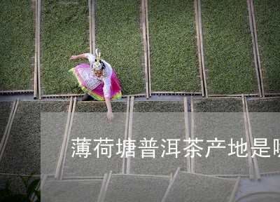 薄荷塘普洱茶产地是哪里/2023112547280