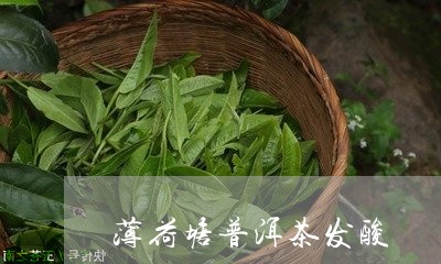 薄荷塘普洱茶发酸/2023121864948