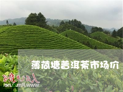 薄荷塘普洱茶市场价/2023082659460