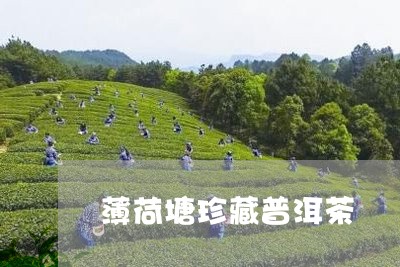 薄荷塘珍藏普洱茶/2023101614349