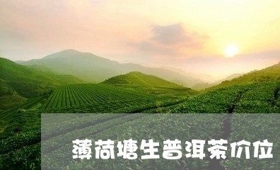 薄荷塘生普洱茶价位/2023121865581
