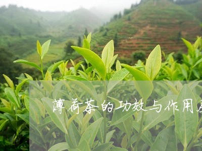 薄荷茶的功效与作用及禁忌症/2023052674138