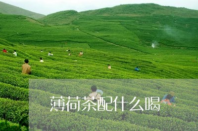 薄荷茶配什么喝/2023042997905