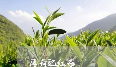 薄荷配红茶/2023090276136