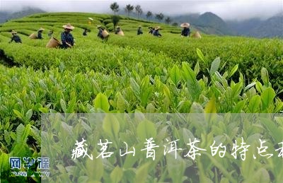 藏茗山普洱茶的特点和功效/2023110802725