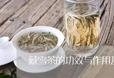 藏雪茶的功效与作用及禁忌/2023051111836