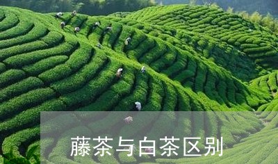 藤茶与白茶区别/2023060927361