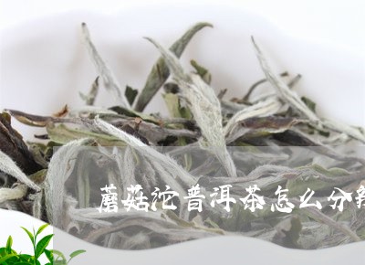 蘑菇沱普洱茶怎么分辨好坏/2023110296248