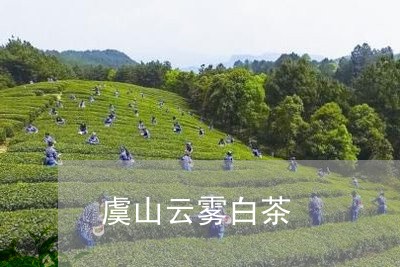 虞山云雾白茶/2023052309572